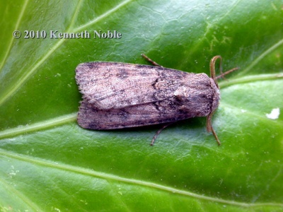 turnip moth (Agrotis segetum) Kenneth Noble